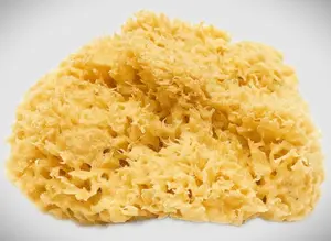Natural Sea Sponge