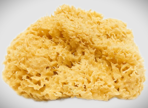 Natural Sea Sponge