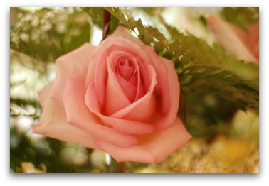 Reversed image of the pink rose photograph. Reversed image of the pink rose photograph.