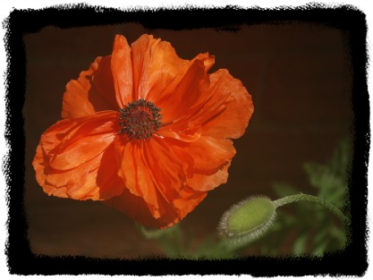 Photo of a beautiful red poppy