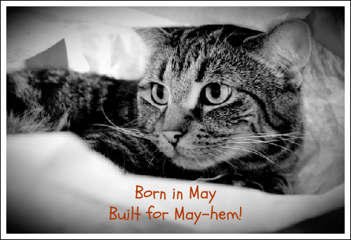 Tommy Mayhem Journal