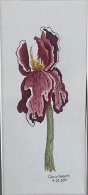 My Iris 