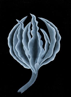 Day 24 White on Black