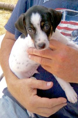 Sparky the day he was adopted.