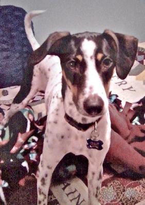 Sparky all grown up!